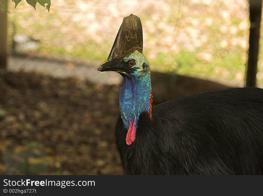 Cassowary, Australia