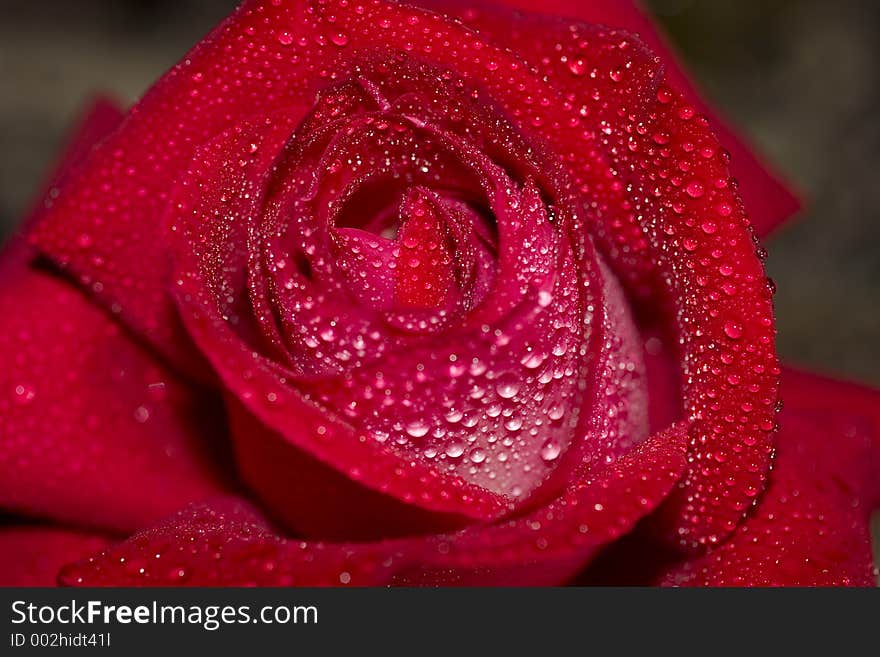 In our garden we have this red rose. After the rain I took this macro shot. In our garden we have this red rose. After the rain I took this macro shot