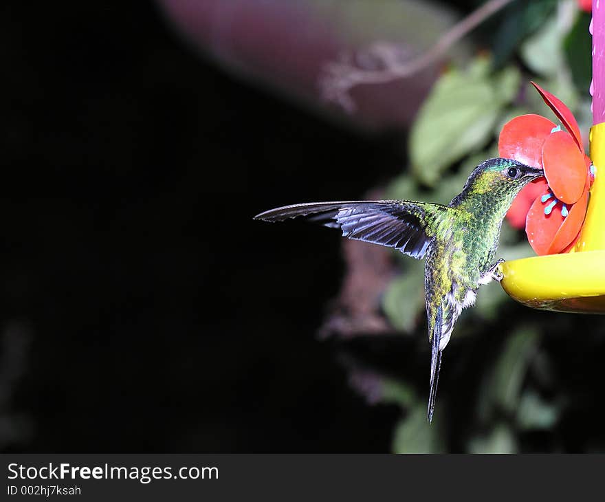 Humming bird at the feeder 4