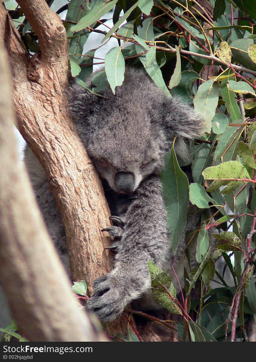 Koala hanging on to a branch while he sleeps. Koala hanging on to a branch while he sleeps