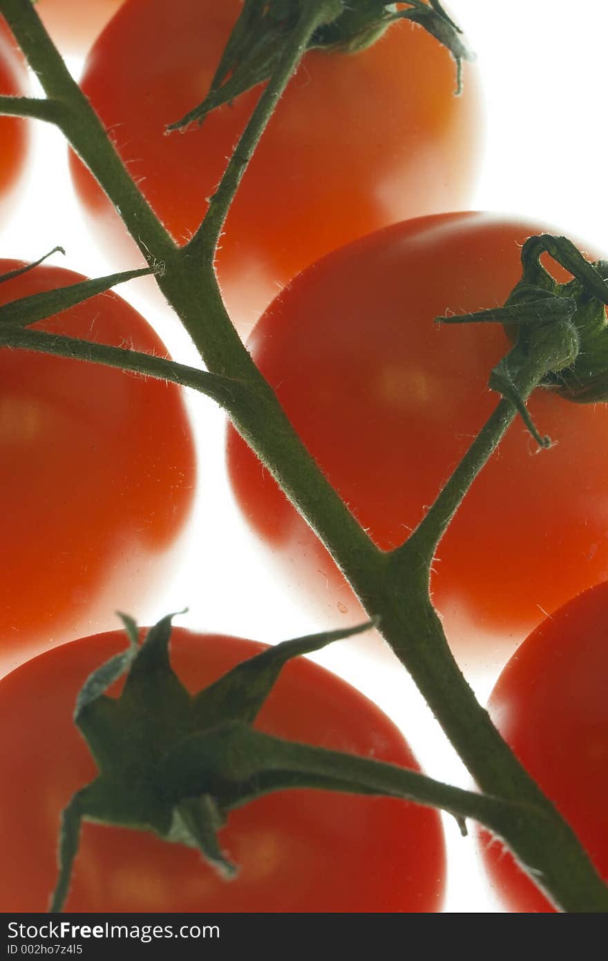 Tomatoes on light source. Close-up of red tomatoes