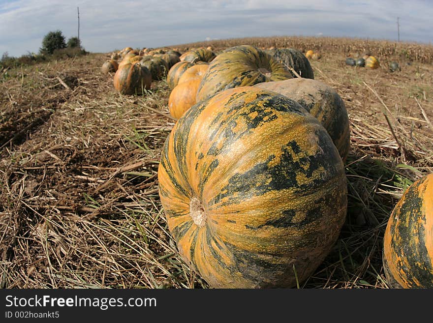 Pumpkins in the field