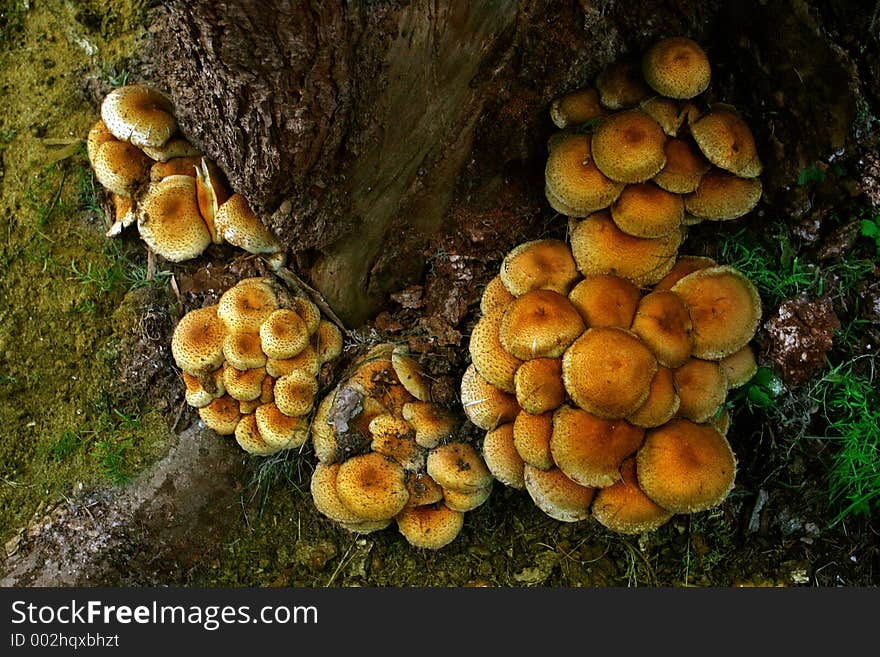 A stack of mushrooms on a tree