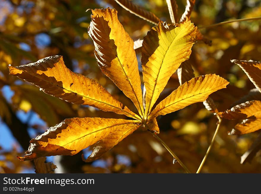 Backlit Autumn leaf