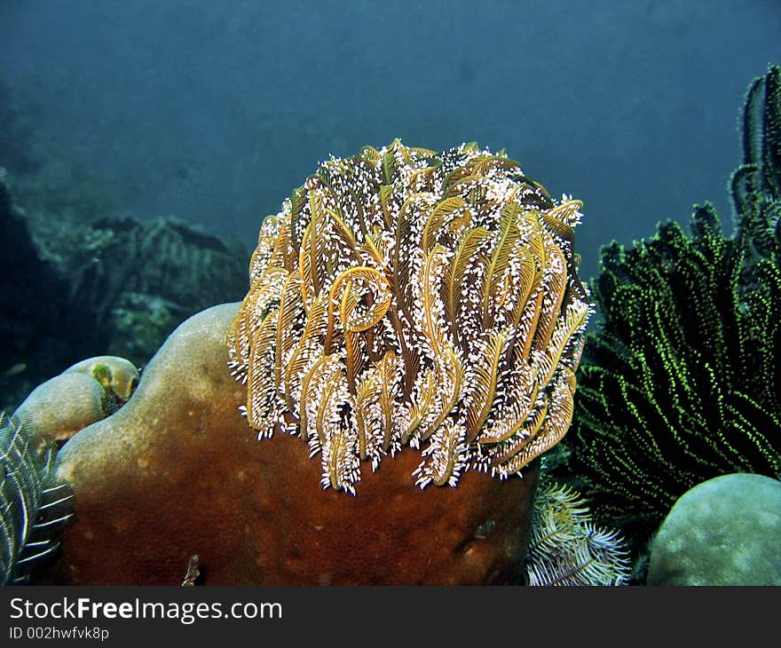 Feather Star