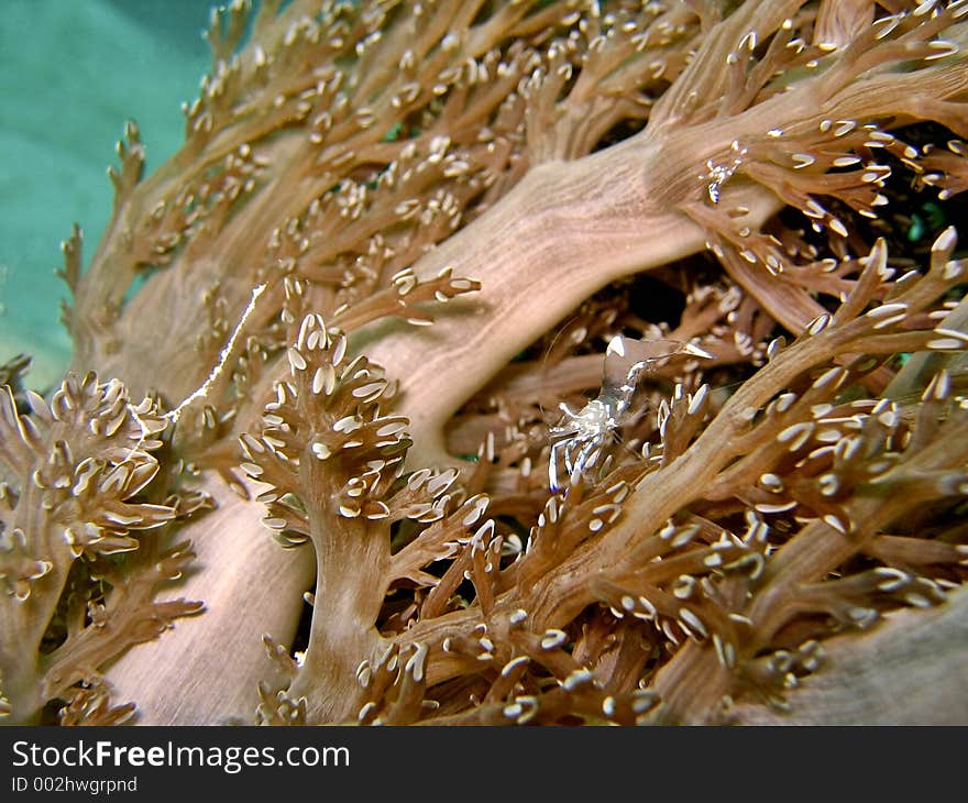 Cleaner Shrimp