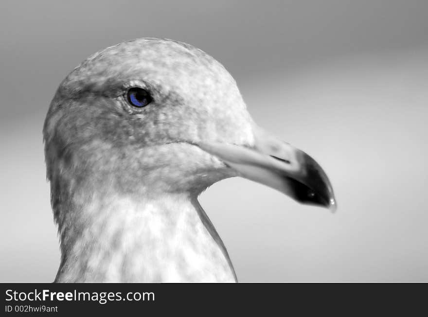 Seagull desaturated with blue eye. Seagull desaturated with blue eye