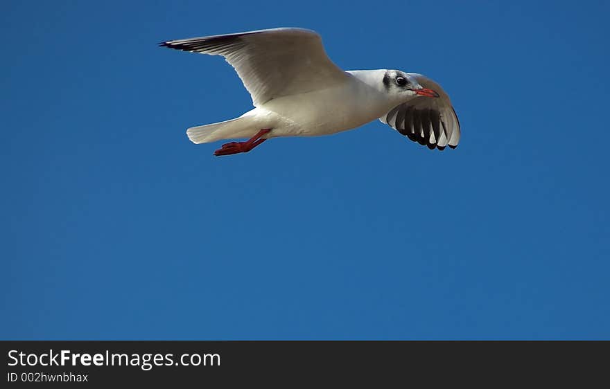 Seagull, in flight. Seagull, in flight