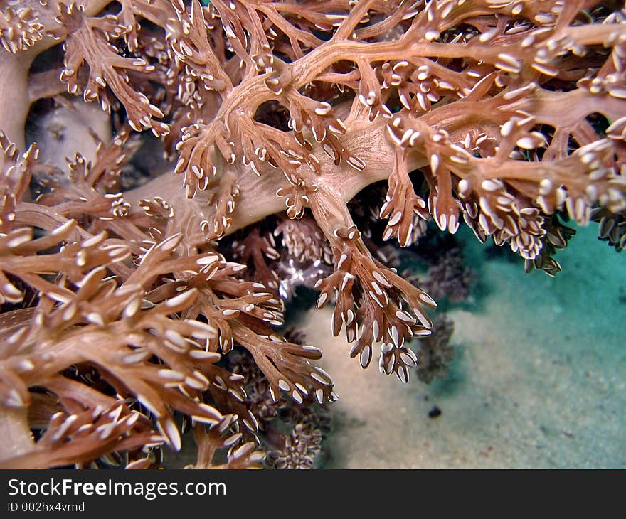 Coral Detail