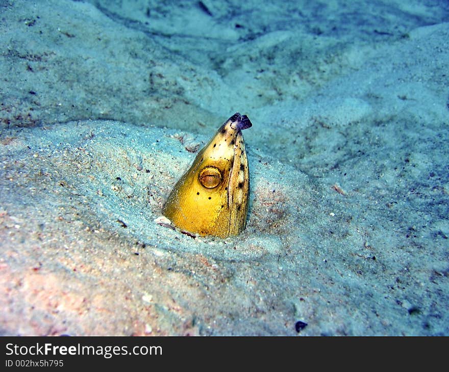 Burrowing Snake Eel