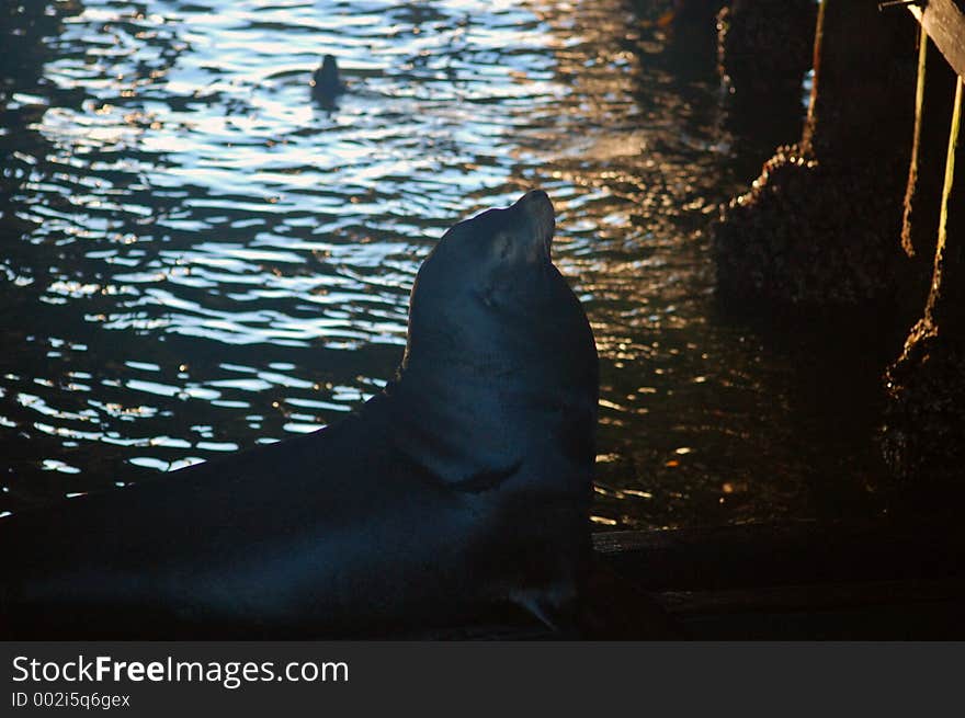 Sea Lion Under Pier