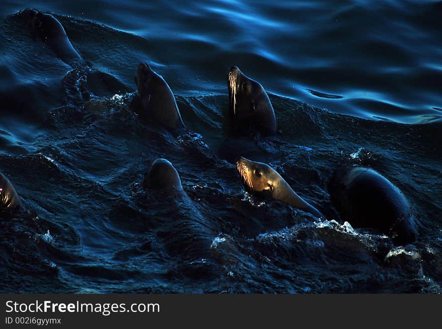 A group of seals going for a swim. A group of seals going for a swim