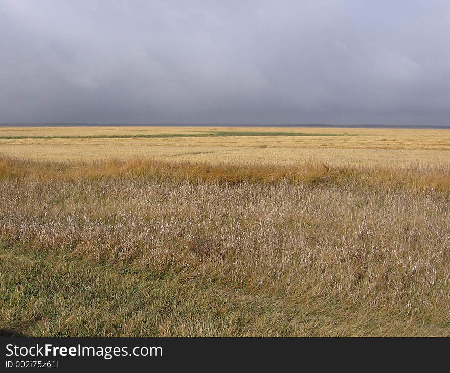 This image depicts a field of gold wheat under a cloudy, menacing sky. This image depicts a field of gold wheat under a cloudy, menacing sky.