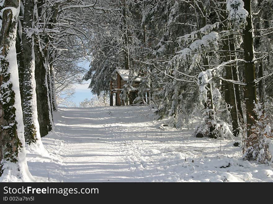 A fresh blanket of snow in a forest with a tiny cabin. A fresh blanket of snow in a forest with a tiny cabin.