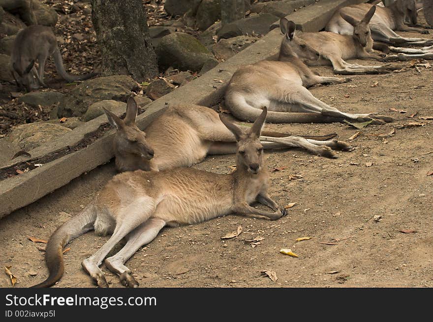 Lazy Kangaroos, Australia