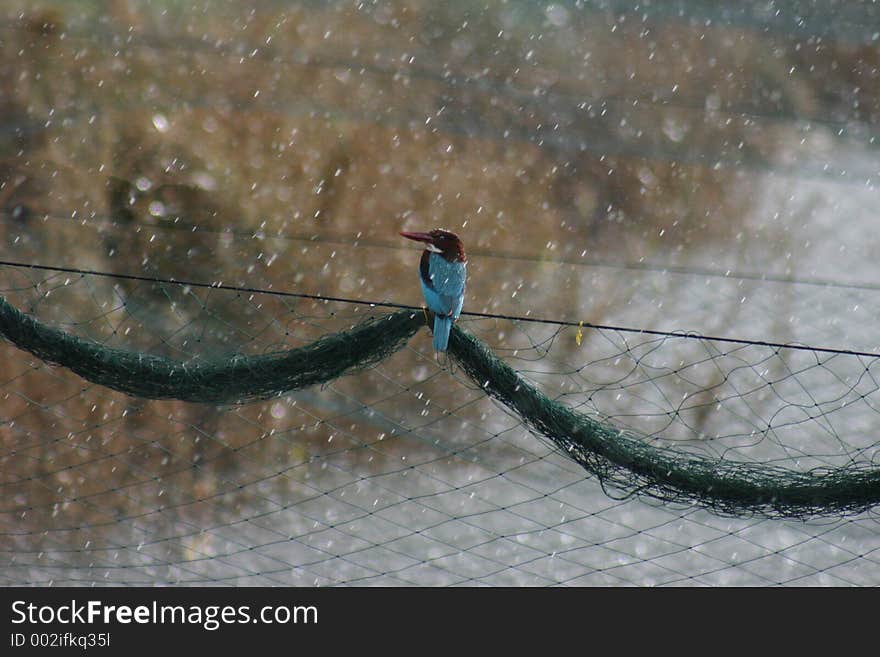 Kingfisher at Fish Pools