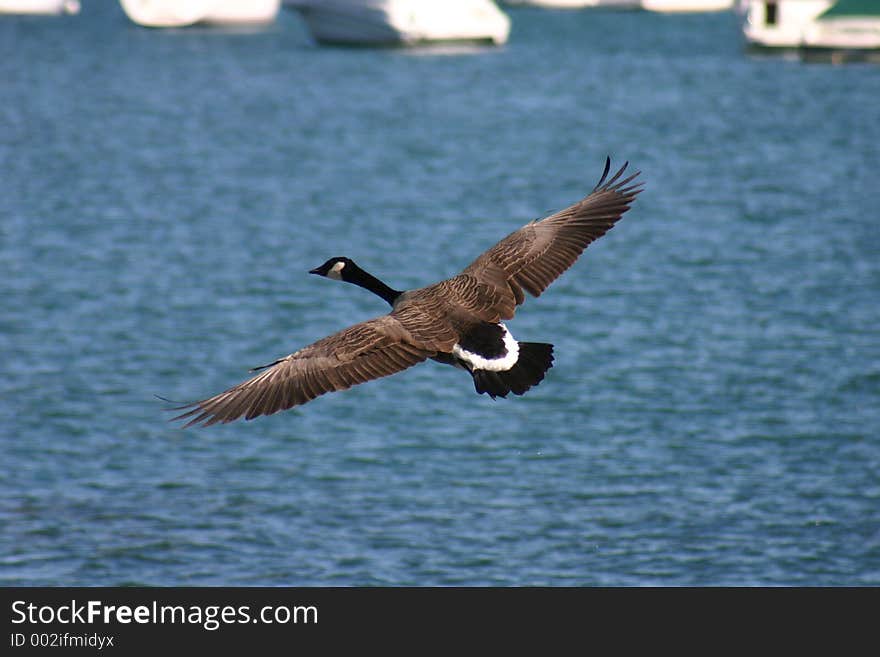 Canadian goose in Flight