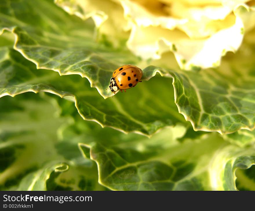 Cabbage and Ladybug