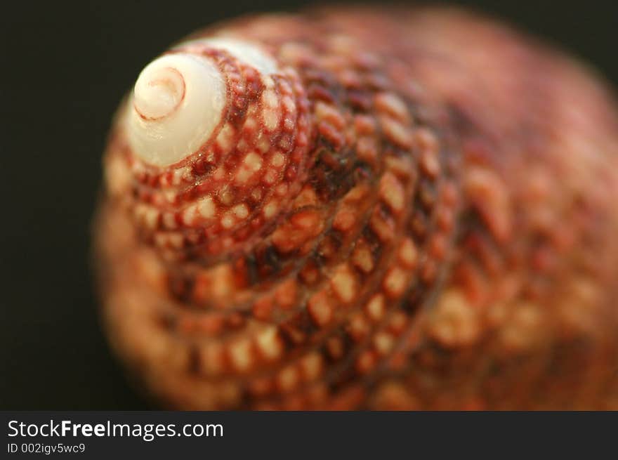 Closeup of the top of a pretty red shell.