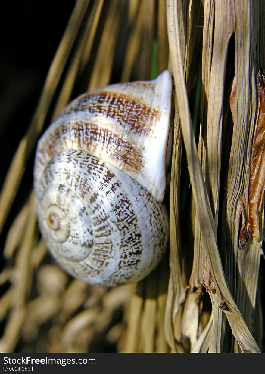 Snail halfway up a palm tree.