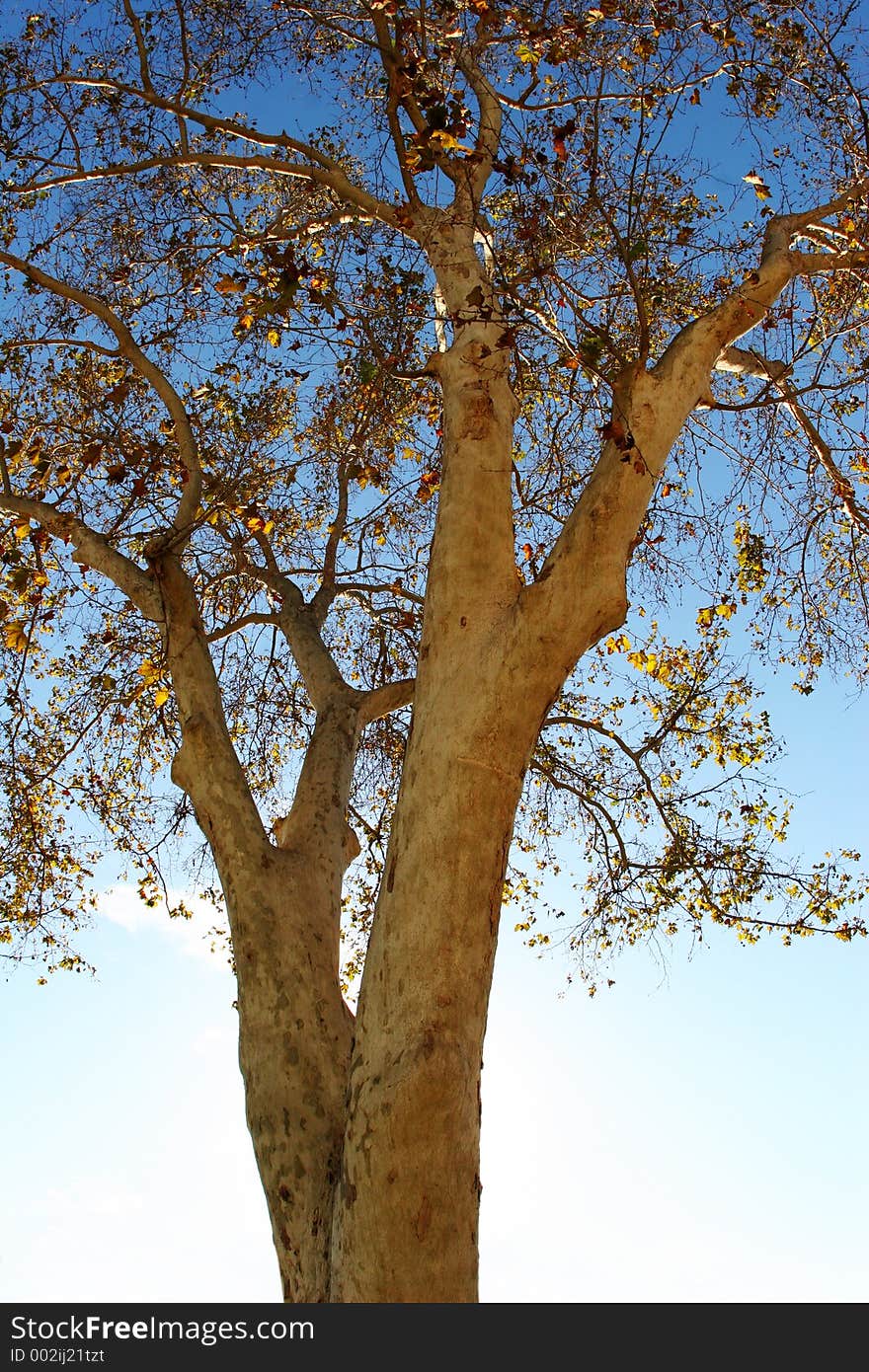 Autumn tree close-up