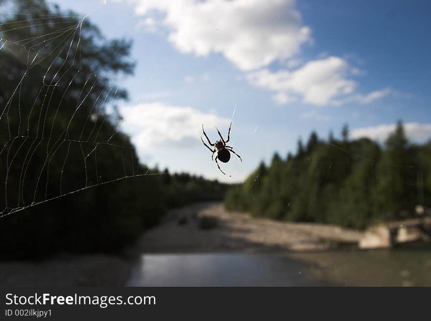 Spider Watching