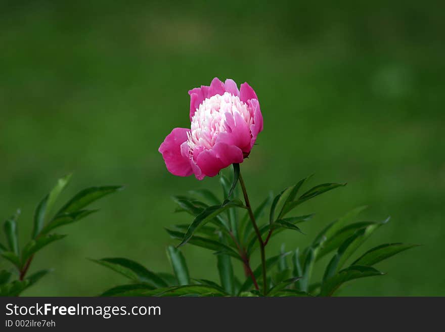 Red peone blossom