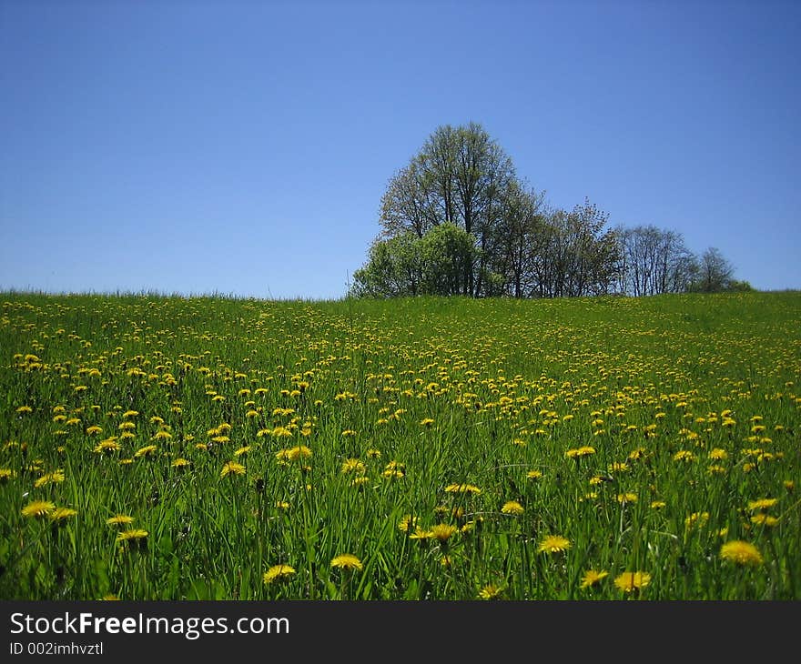 Springtimes rural landscape. Springtimes rural landscape