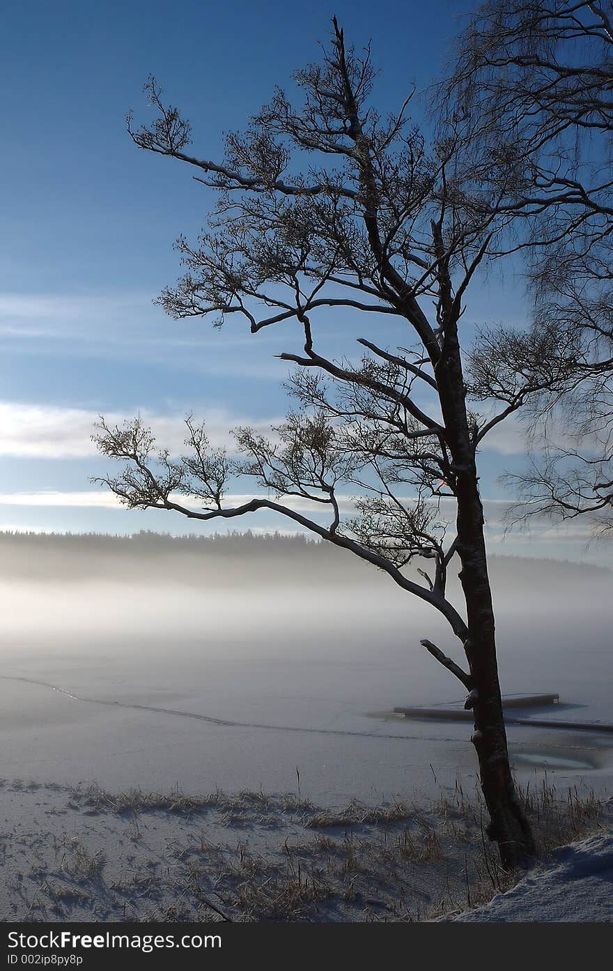 Sentinel Tree and fog