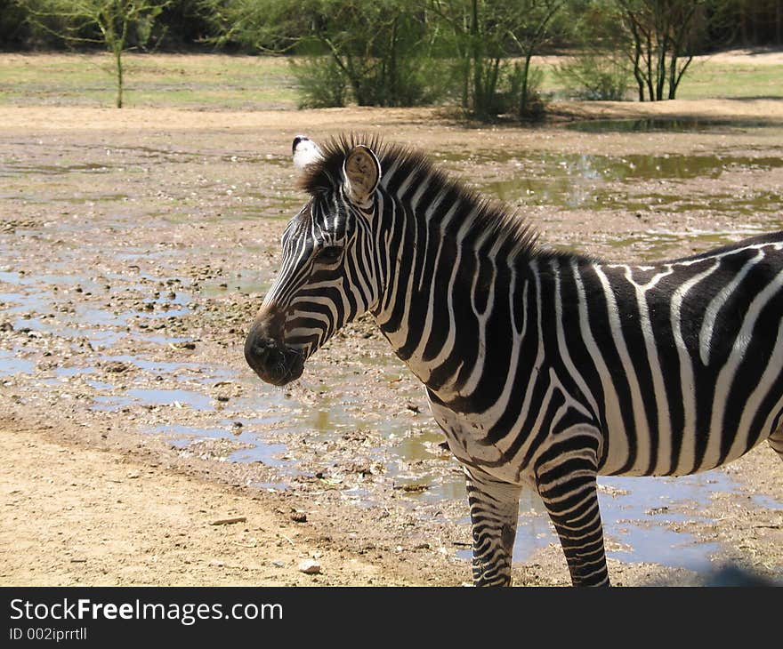 Zebra