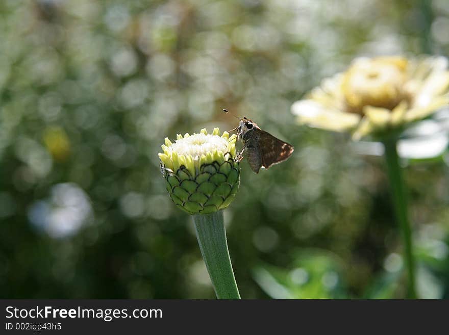 Moth on Budding Flower