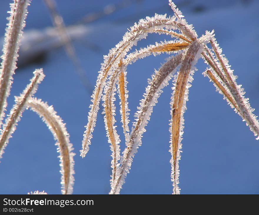 Field plants covered by hoarfrost. Field plants covered by hoarfrost