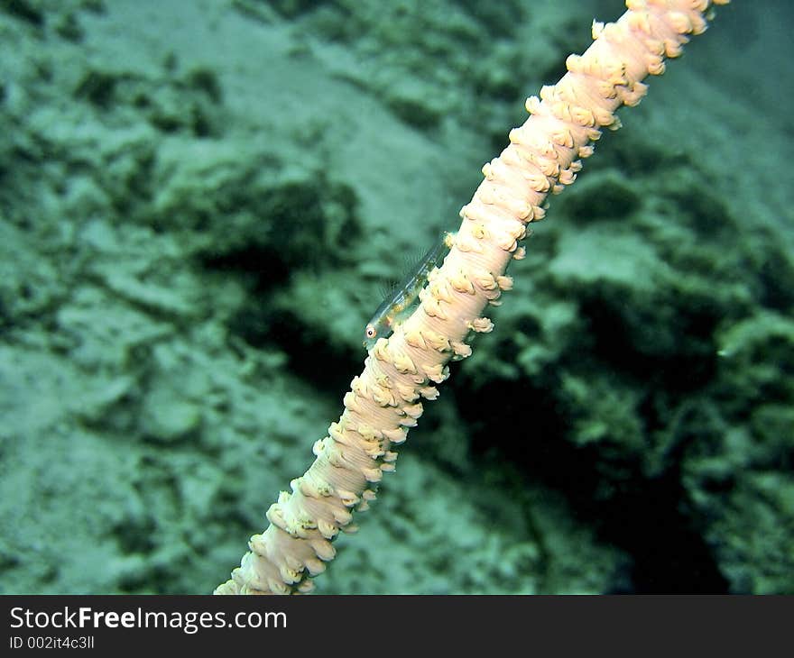 Yonge s Black Coral Whip Goby