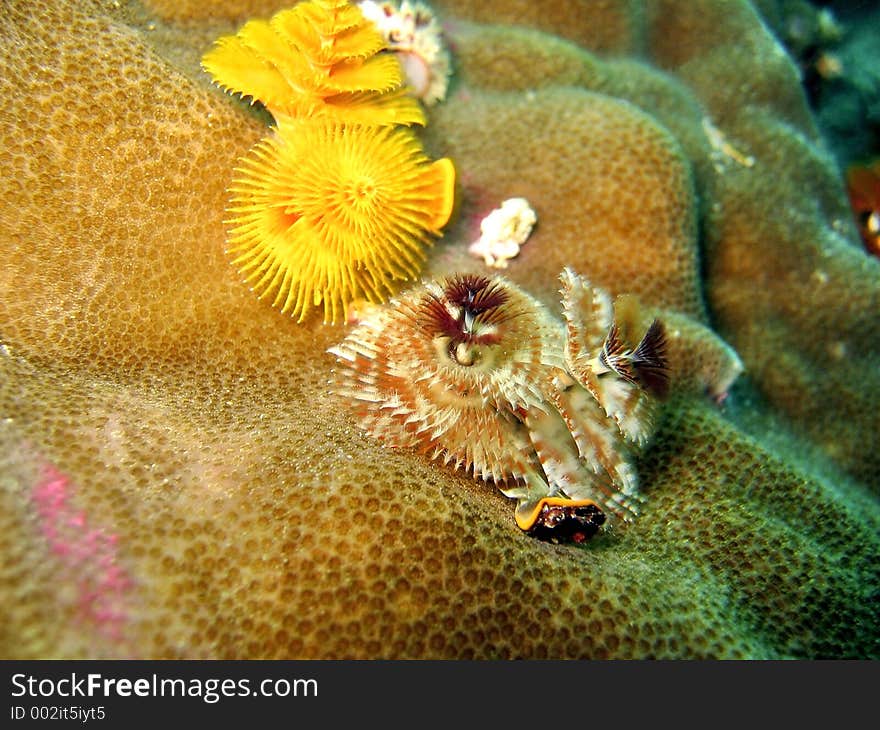 Christmas Tree Tube Worm