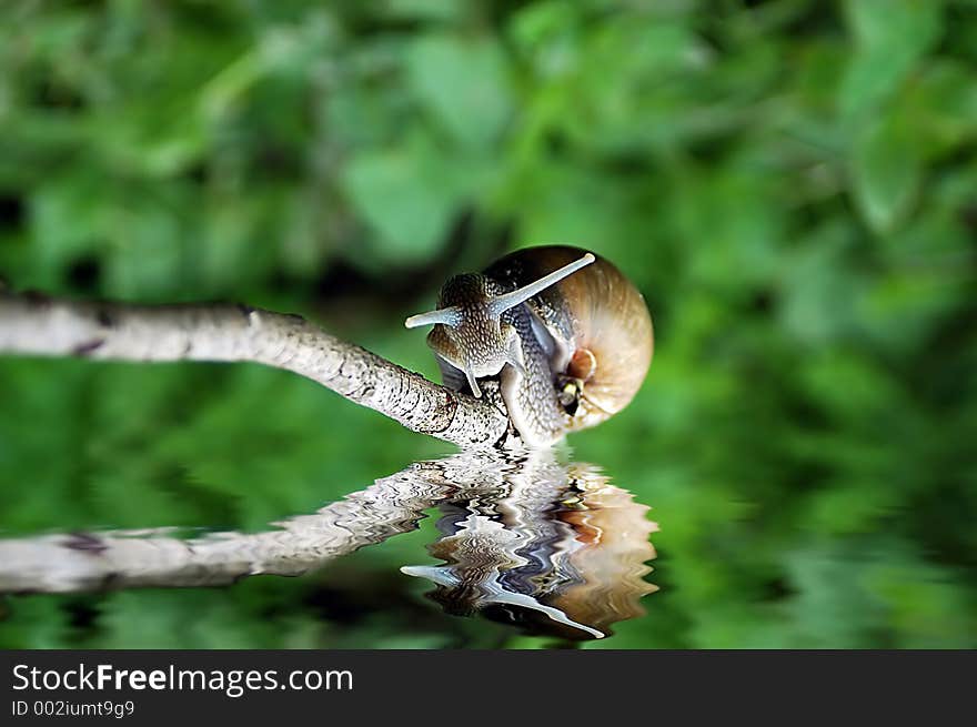 Snail on water