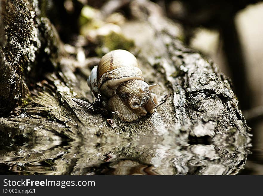 Snail reflection