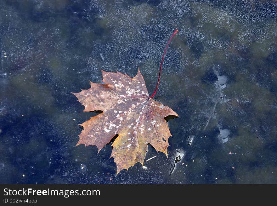 Leaf on Ice