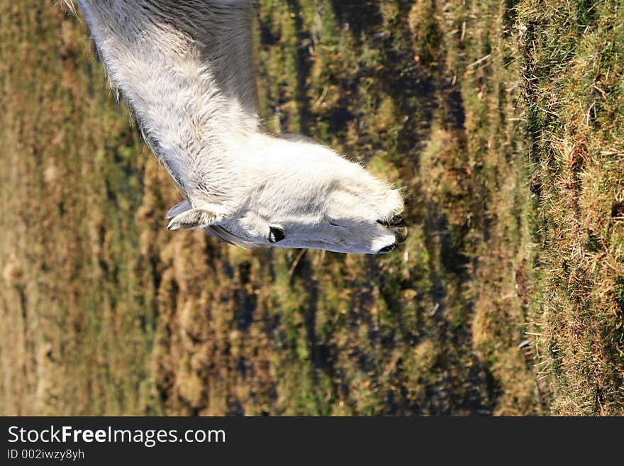 White horse head