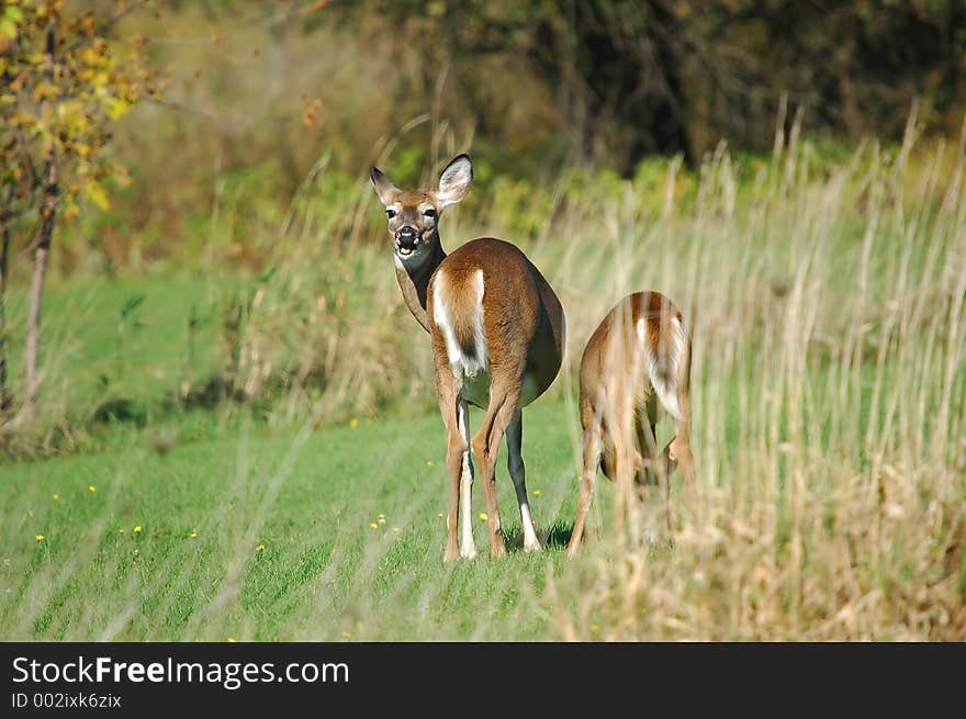 Talking Deer