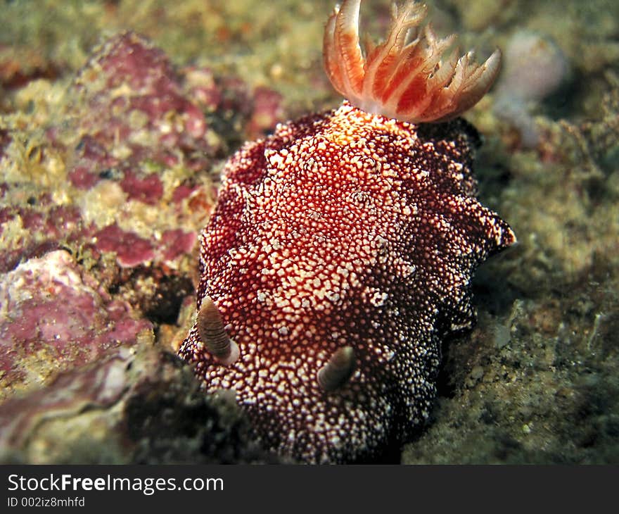 Chromodoris reticulata close-up. Chromodoris reticulata close-up