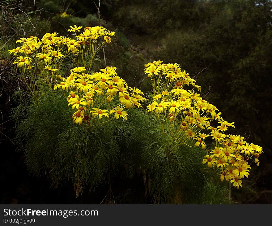 Giant Coreopsis