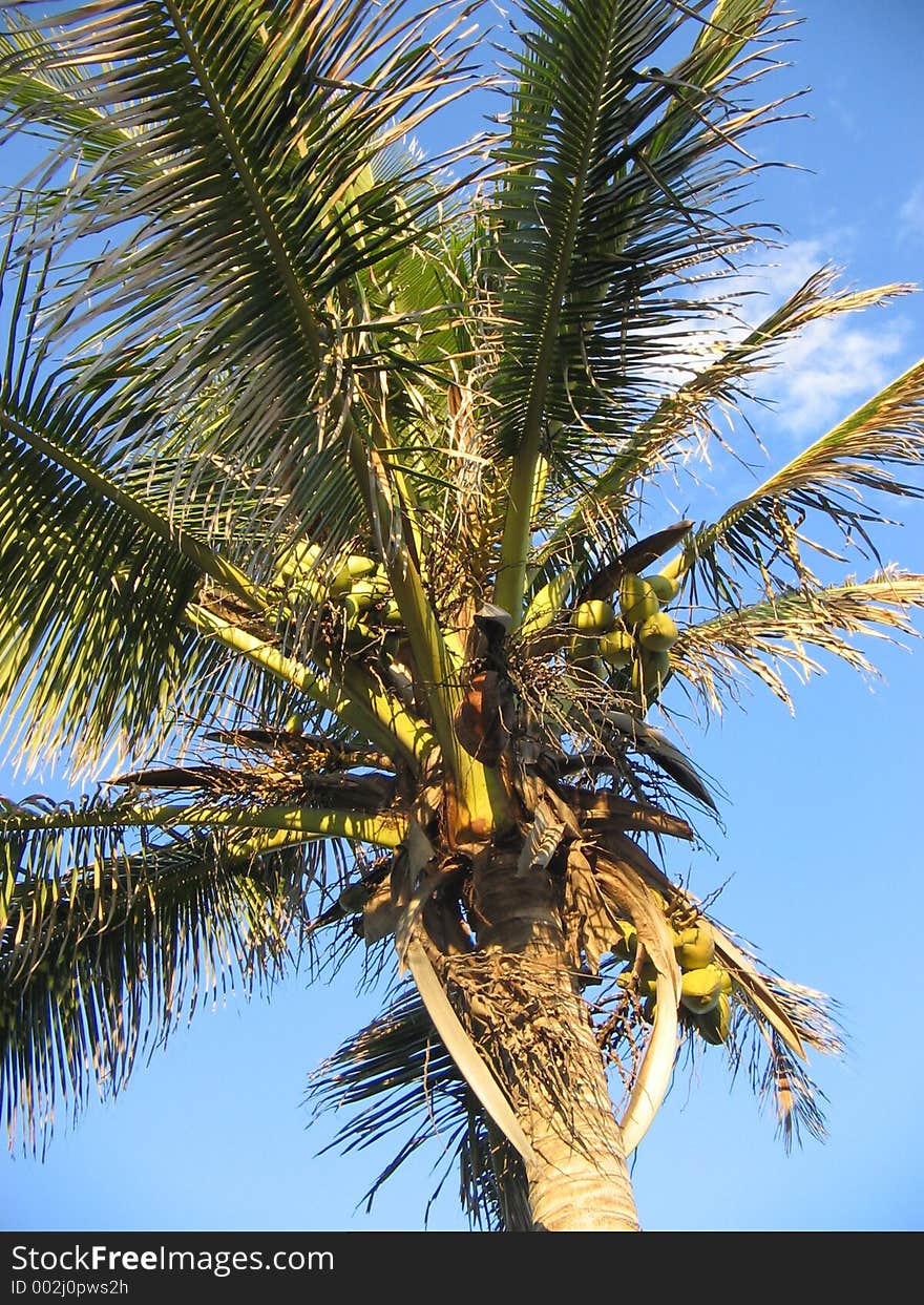 Bananas in Palm Tree, close up.Copy space at base. Bananas in Palm Tree, close up.Copy space at base.