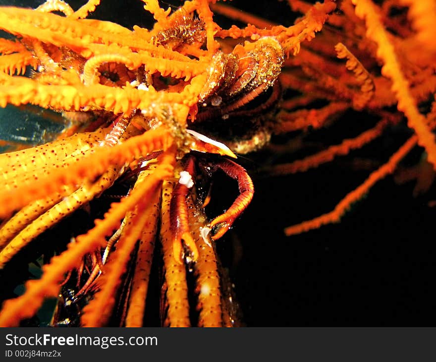 Crinoid Squat Lobster