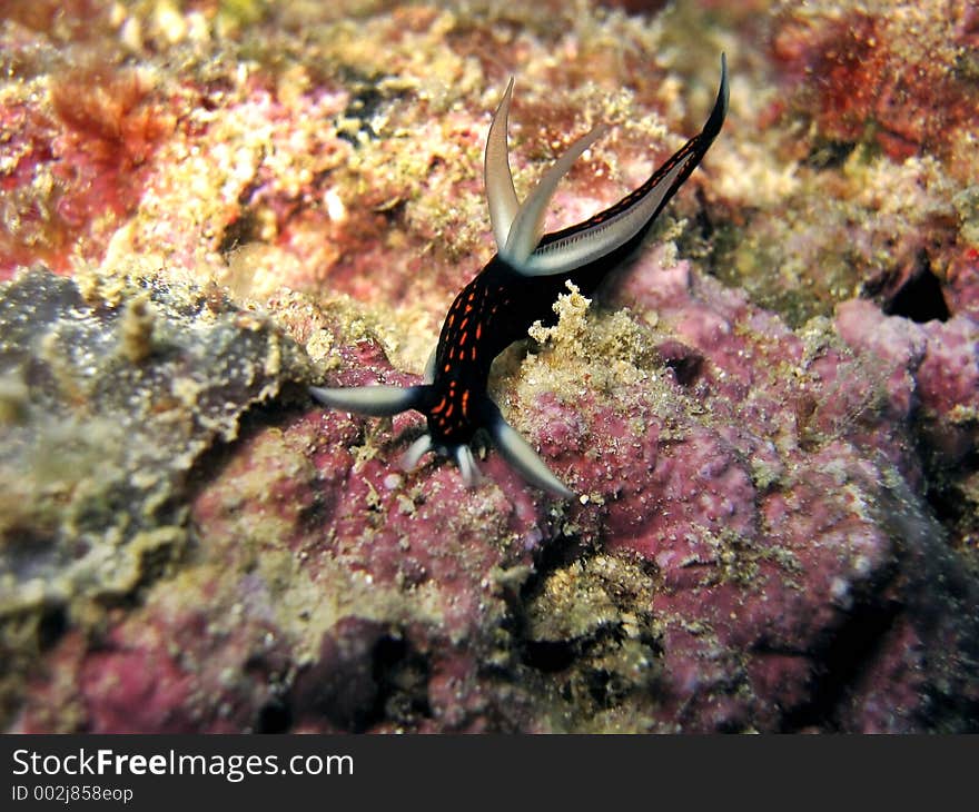 A nudibranch species. A nudibranch species