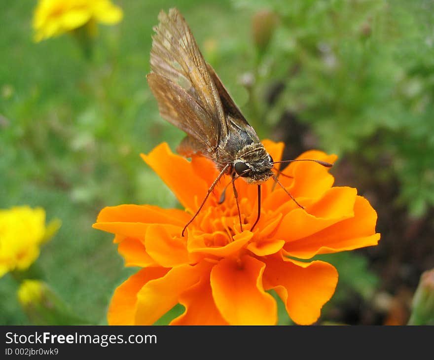 Moth with Marigold