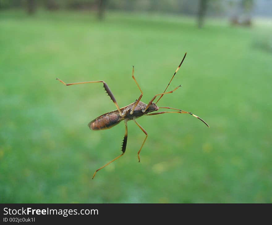 A bug makes its way across a window against green lawn, with trees in distance. A bug makes its way across a window against green lawn, with trees in distance