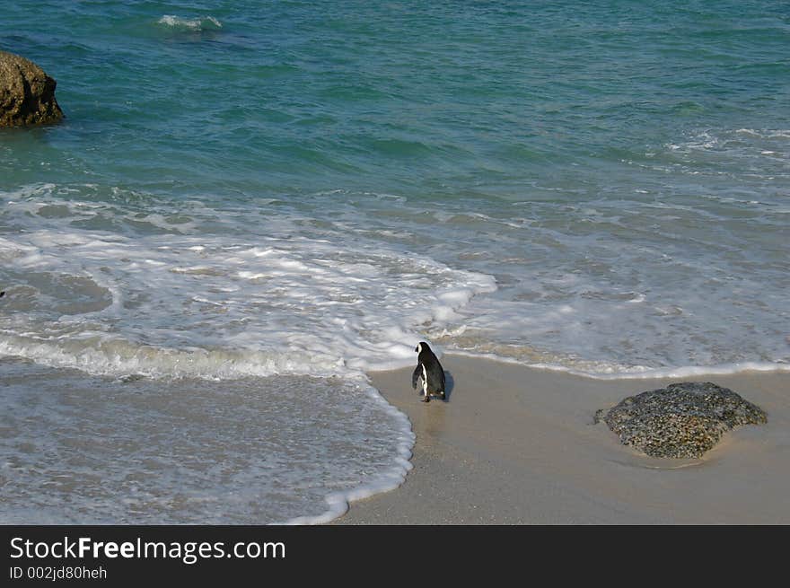 Penguin on the Beach.