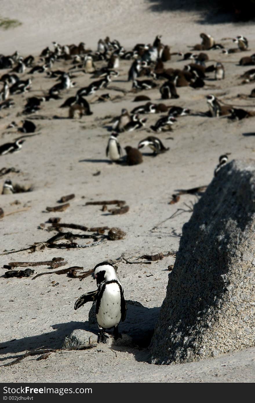 A cute penguin scratching himself. A cute penguin scratching himself.