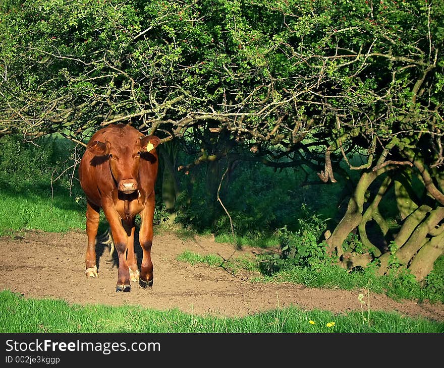 Red Bullock