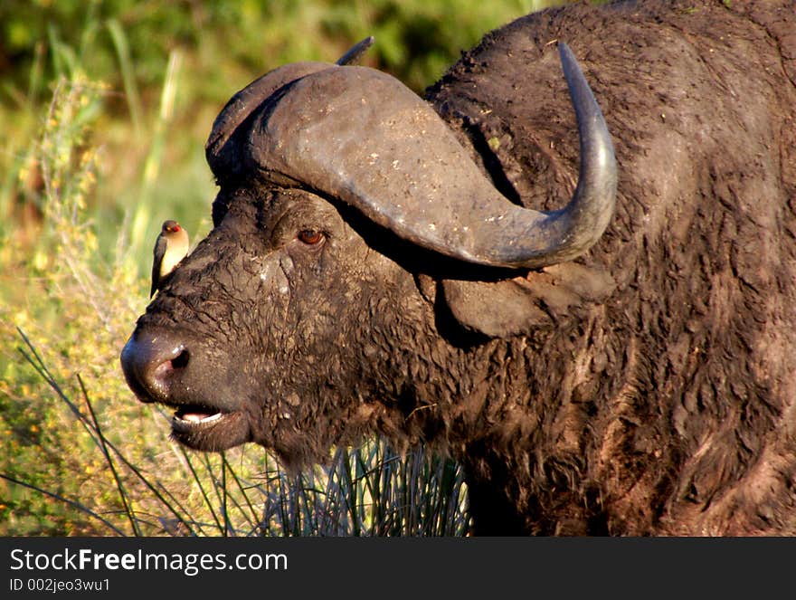 Water Buffalo with a Bird on His Nose.